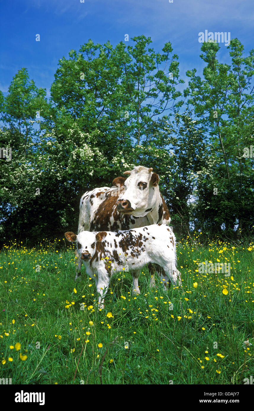 Normandie Bovin, vache et son veau, Normandie Banque D'Images