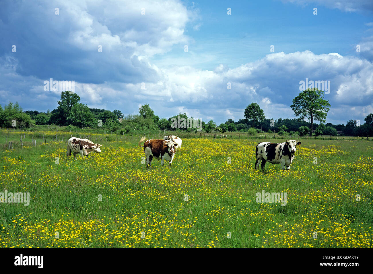 Vache normande, les bovins domestiques dans le Calvados Banque D'Images