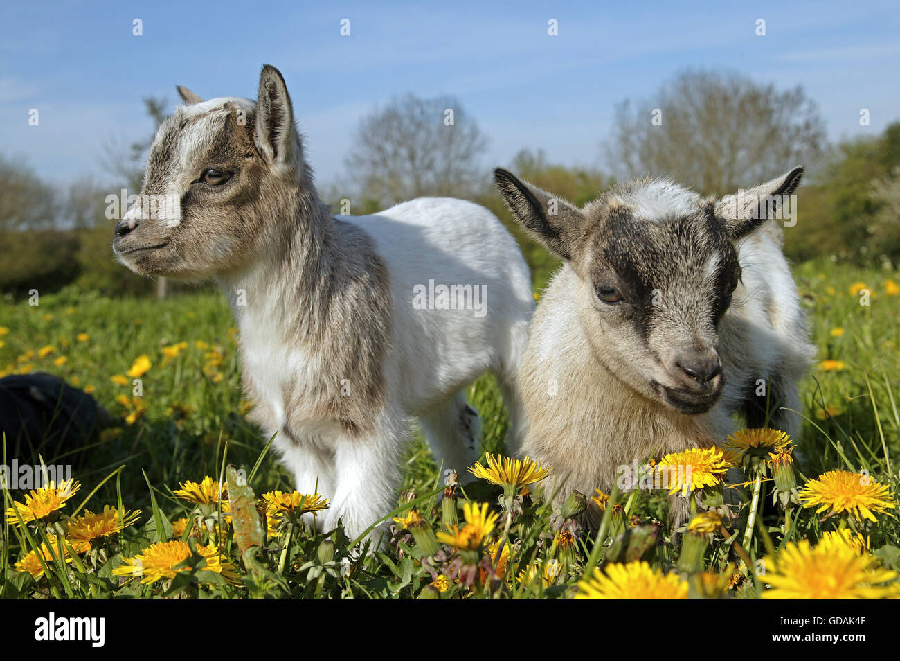 Chèvre pygmée ou chèvres naines capra hircus, bébé de 3 MOIS AVEC DES FLEURS Banque D'Images