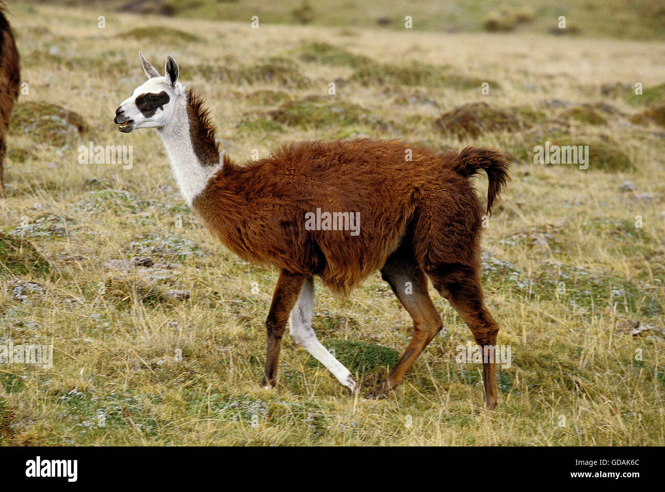 LLAMA lama glama, adulte marcher dans l'herbe sèche, de l'ÉQUATEUR Banque D'Images