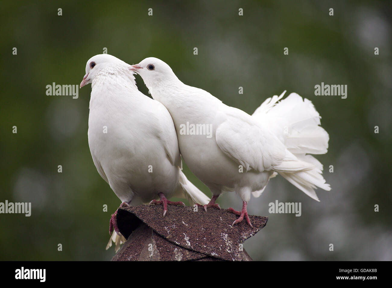 Fantail blanc Pigeon, adultes, Normandie Banque D'Images