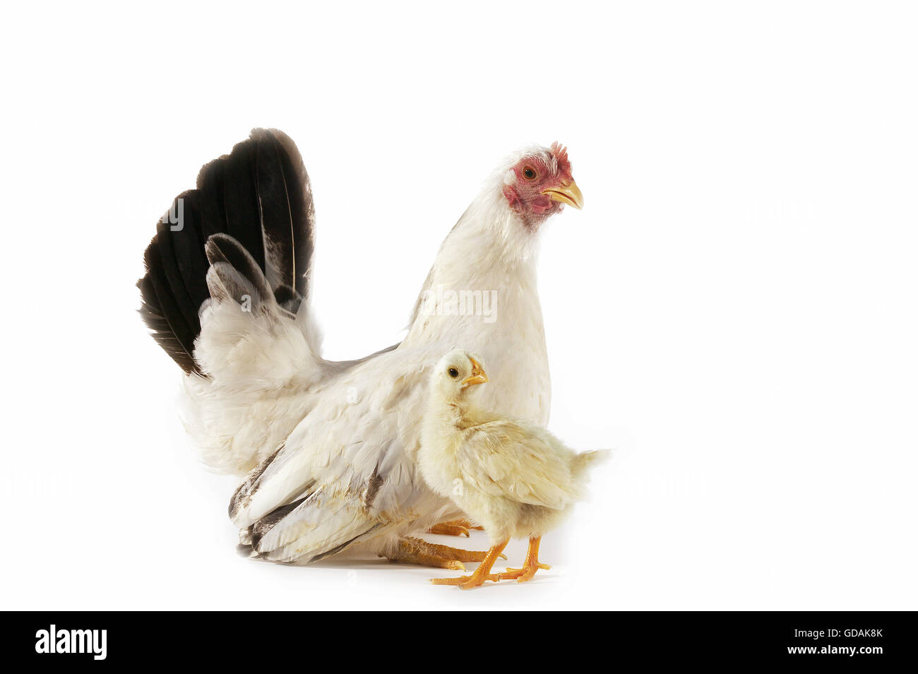 Intérieure de Nagasaki, Hen avec Chick contre fond blanc Banque D'Images