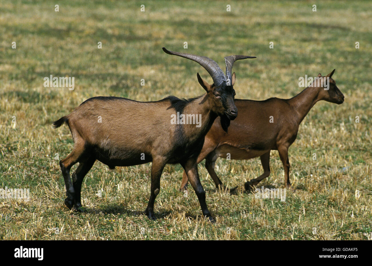 Chamoisee Alpine, une chèvre domestique race française, paire Photo Stock Alamy