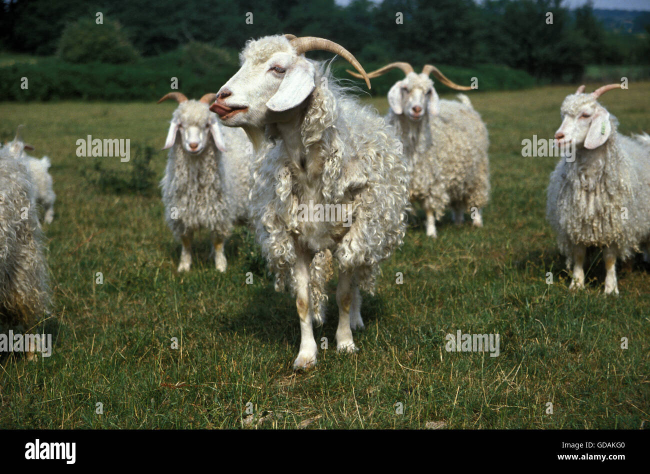 Chèvre angora, race produisant laine mohair. Banque D'Images