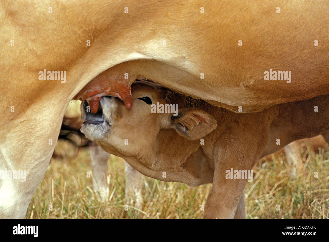 Les bovins domestiques, Parthenaise Vache et son veau Suckling Banque D'Images