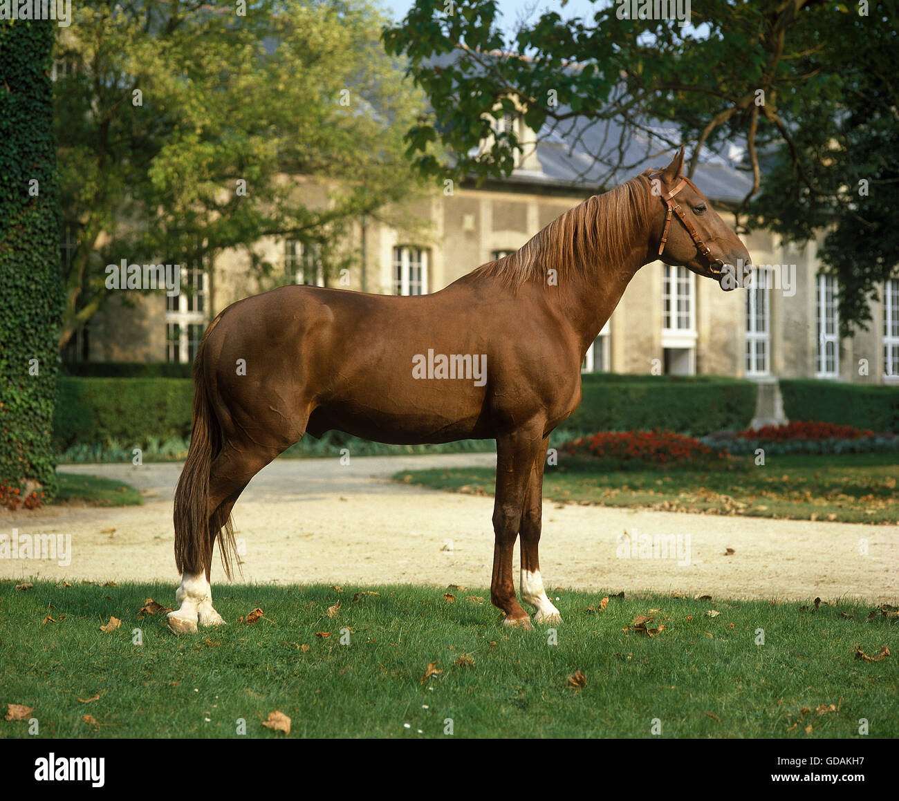 Trotter français Cheval, étalon au Haras de Compiègne en France Banque D'Images