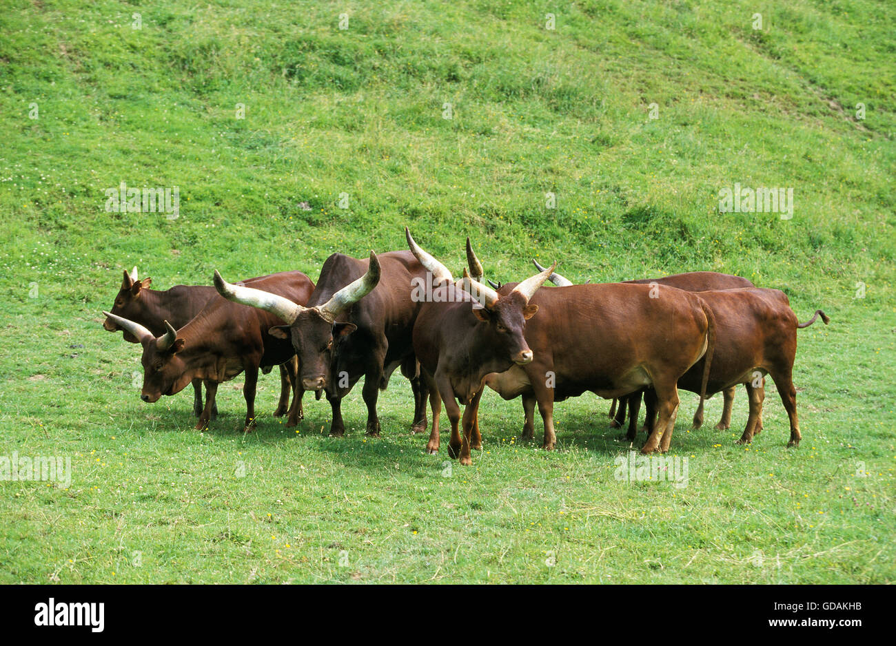 Troupeau de bovins Watusi Ankole, debout sur l'herbe, avec des femelles Bull Banque D'Images