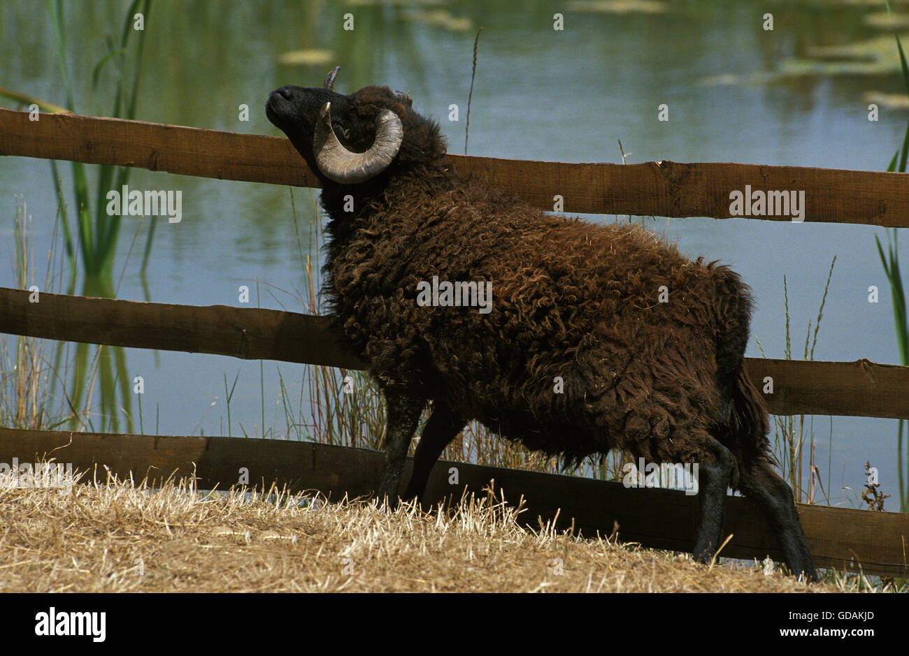 Moutons d'Ouessant, RAM Banque D'Images