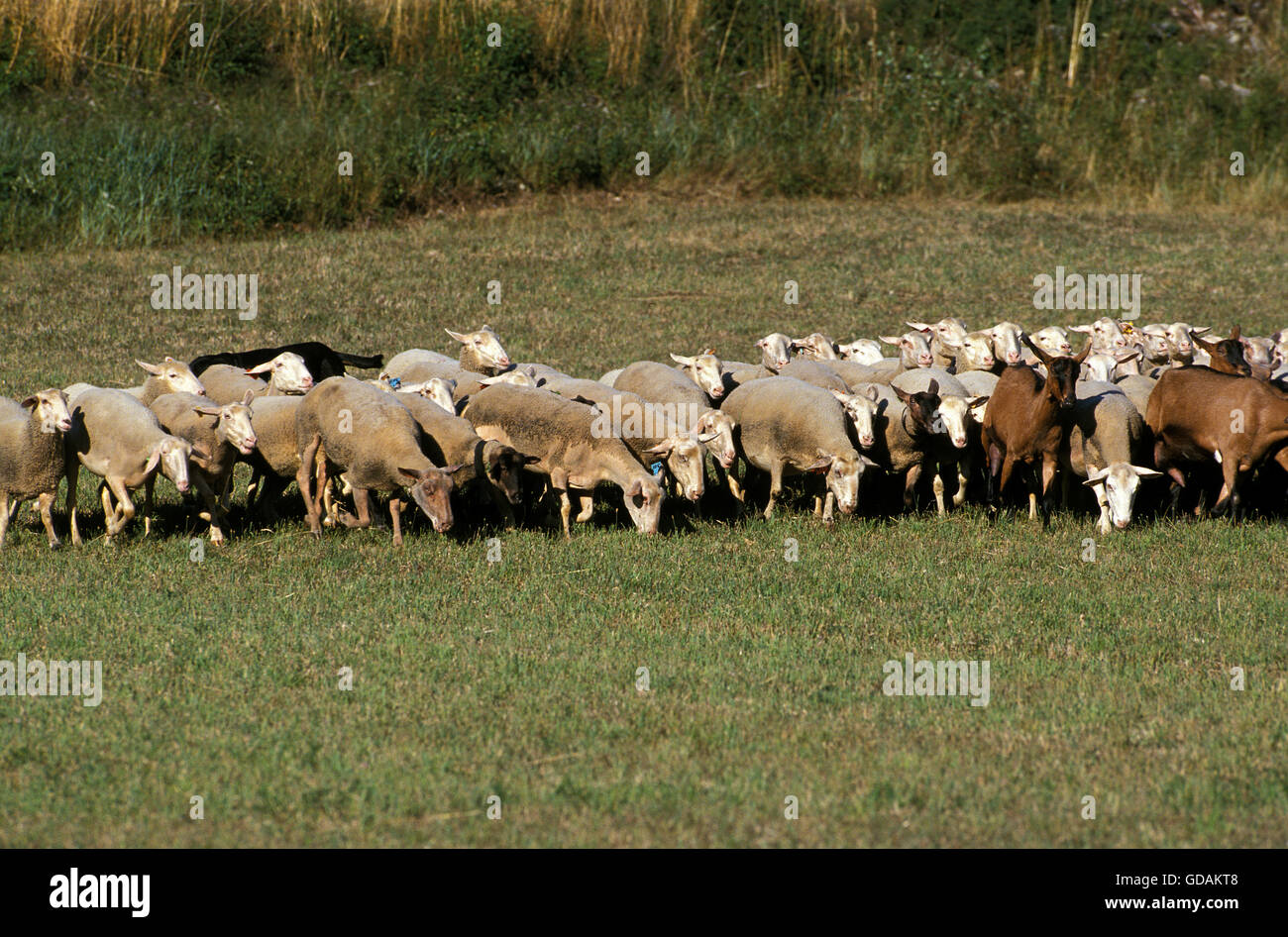 Troupeau de moutons et de chèvres, au sud-ouest de la France Banque D'Images