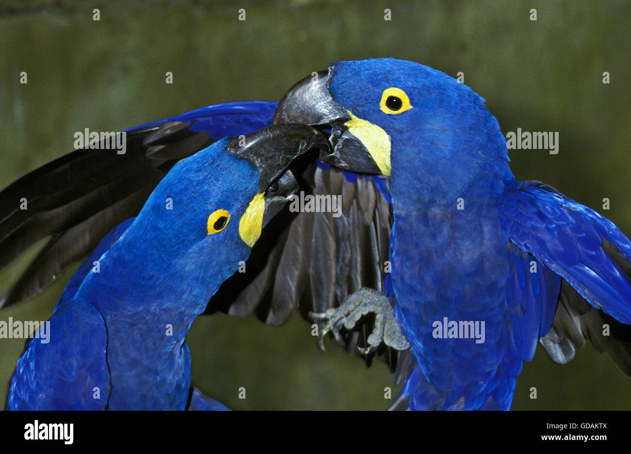 Anodorhynchus hyacinthinus, Ara hyacinthe, adultes, l'interaction sociale Banque D'Images