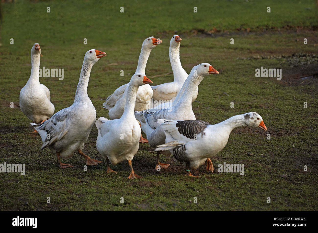 Norman Goose, le Calvados en Normandie Banque D'Images