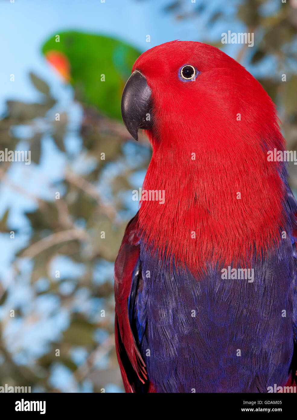 Paire de perroquets eclectus roratus Eclectus, rouge et vert, Femelle Mâle Banque D'Images