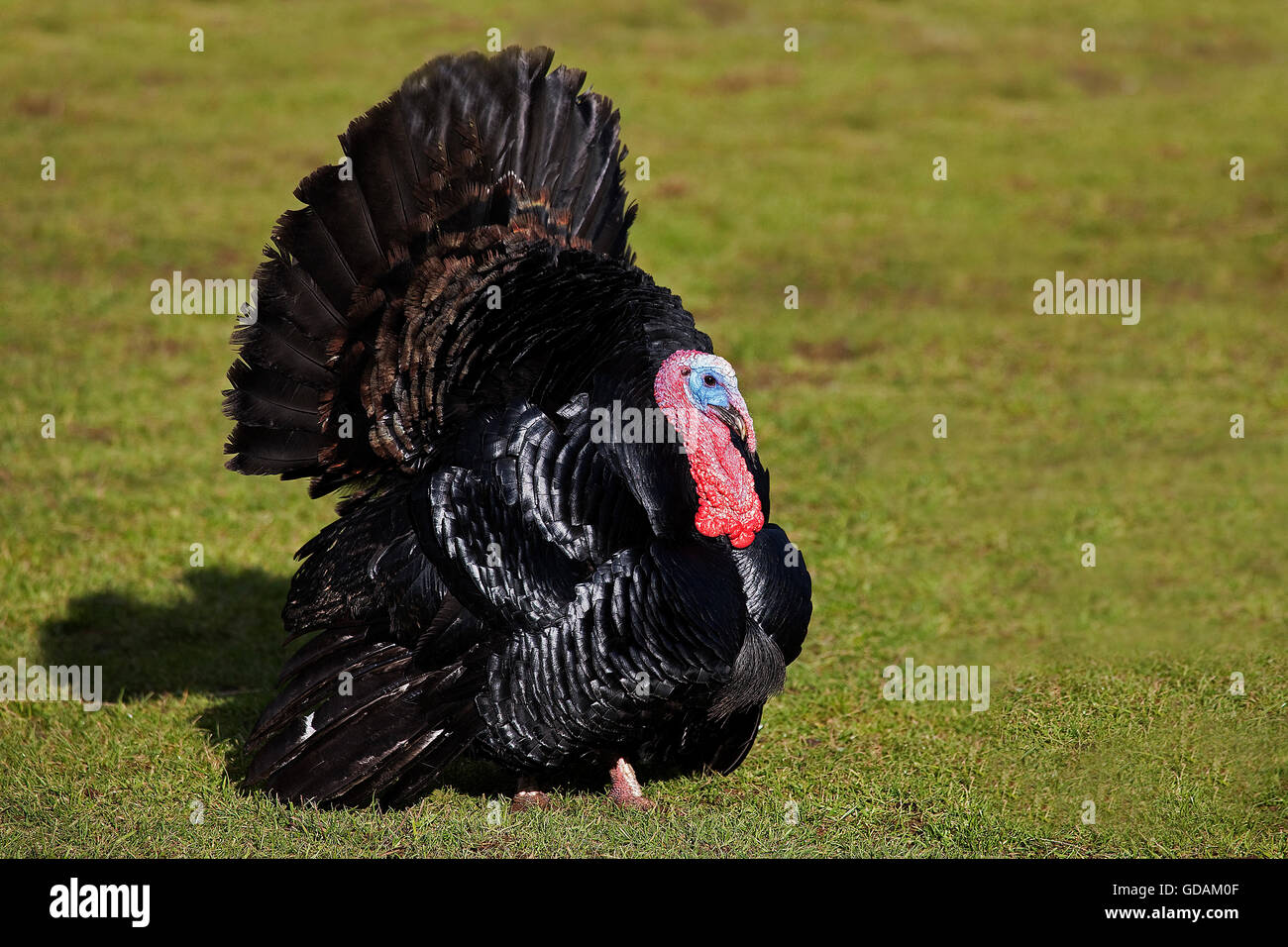 La Turquie, Norman noir une race française, Homme Cour Afficher Banque D'Images