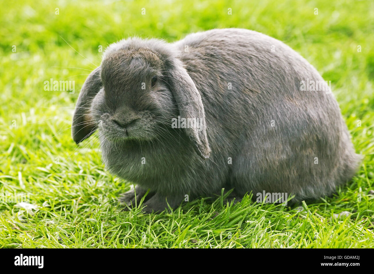 L'anglais Lop-eared lapin, des profils sur l'herbe Banque D'Images