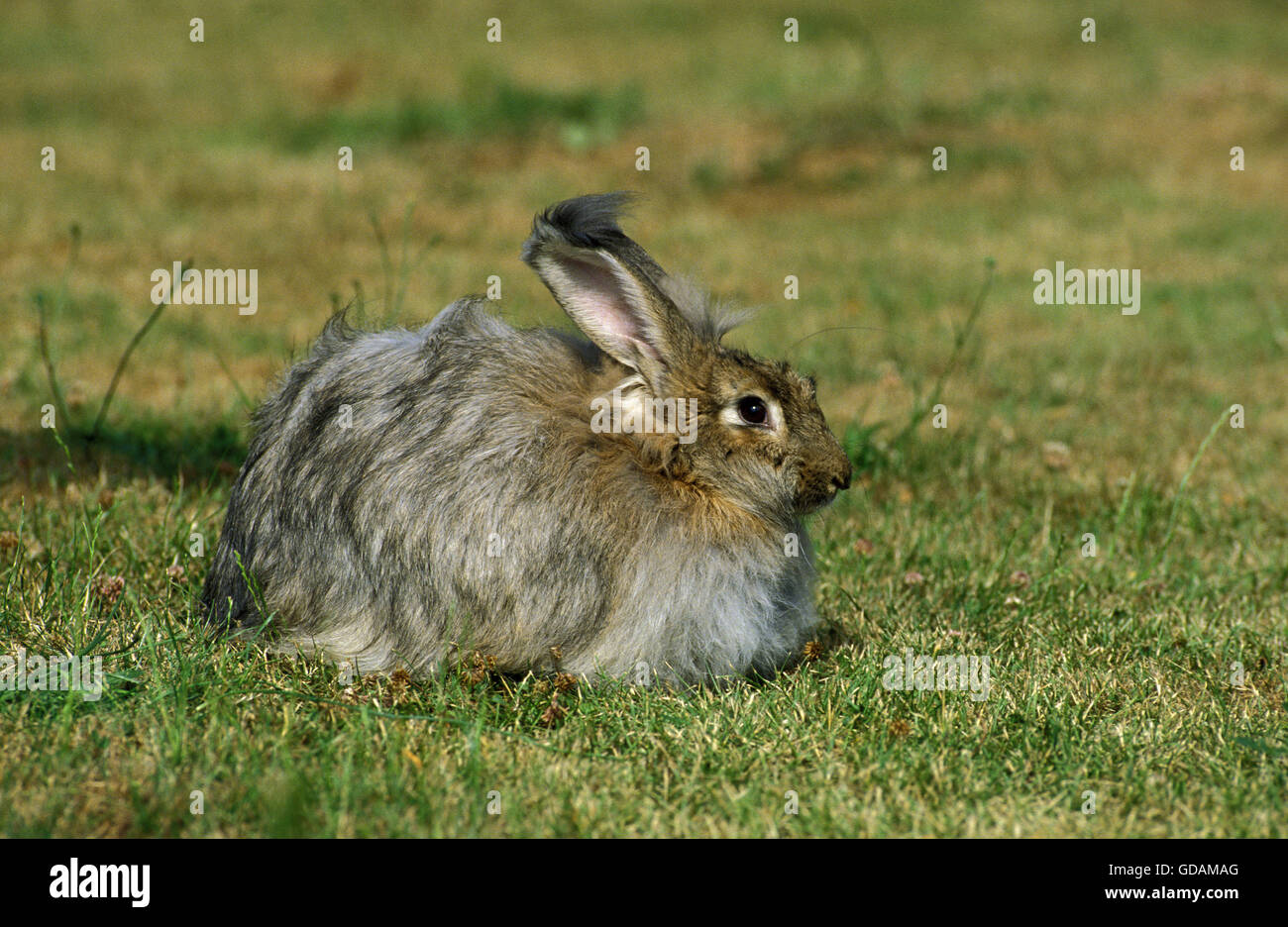 Lapin angora, des profils sur l'herbe Banque D'Images