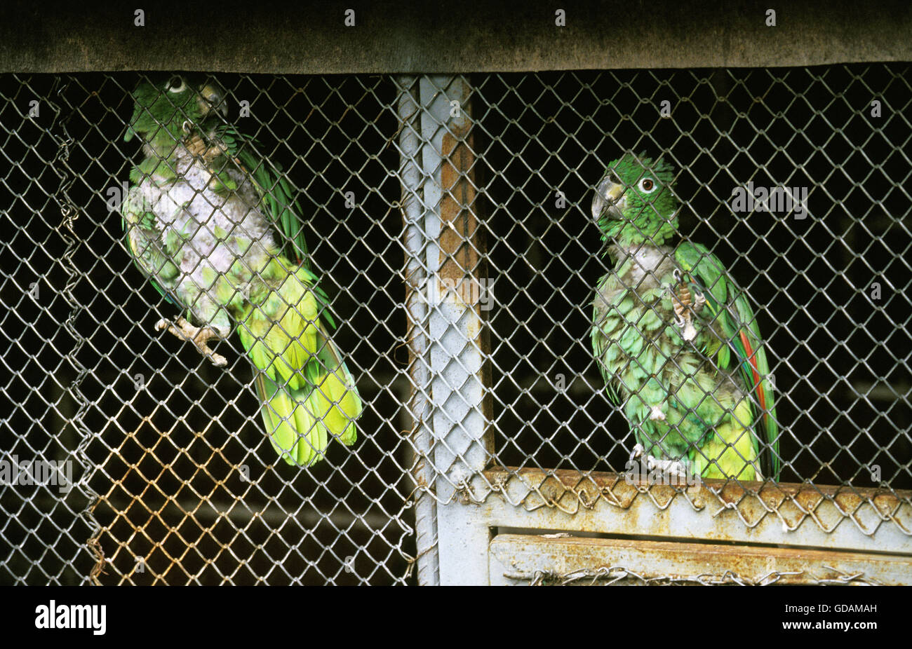 Les perroquets en cage, au Zoo Banque D'Images