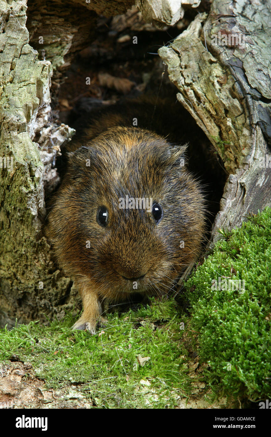 Cobaye Cavia porcellus Banque D'Images