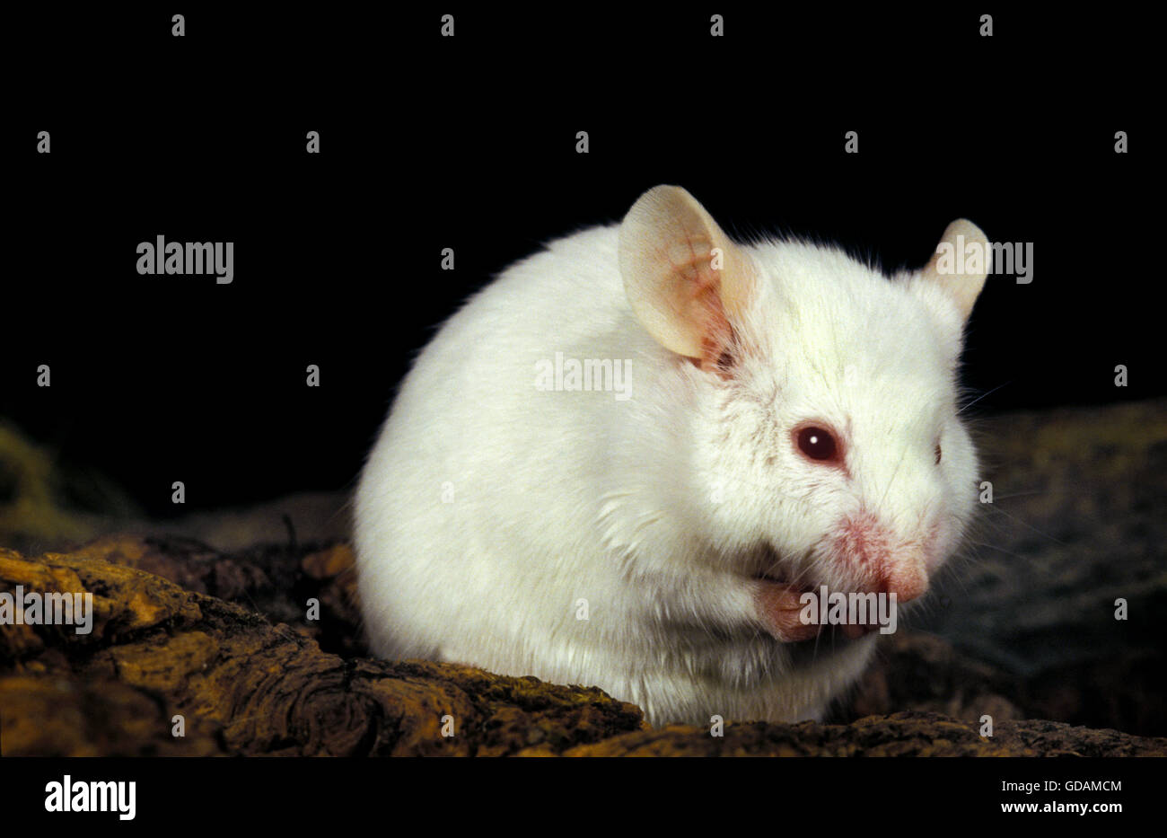 La souris Mus musculus, blanc Banque D'Images