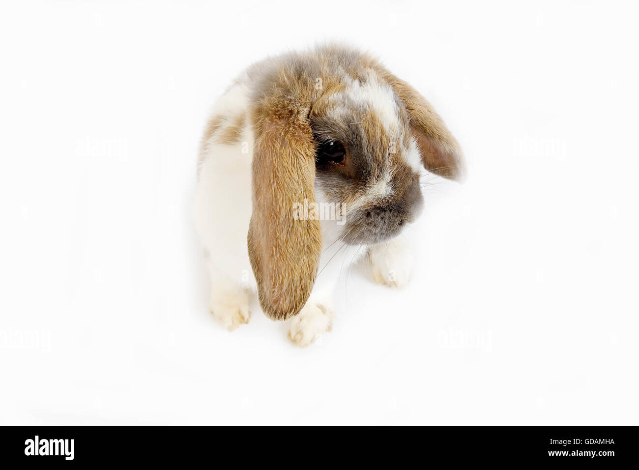 Lop-Eared lapin domestique contre fond blanc Banque D'Images