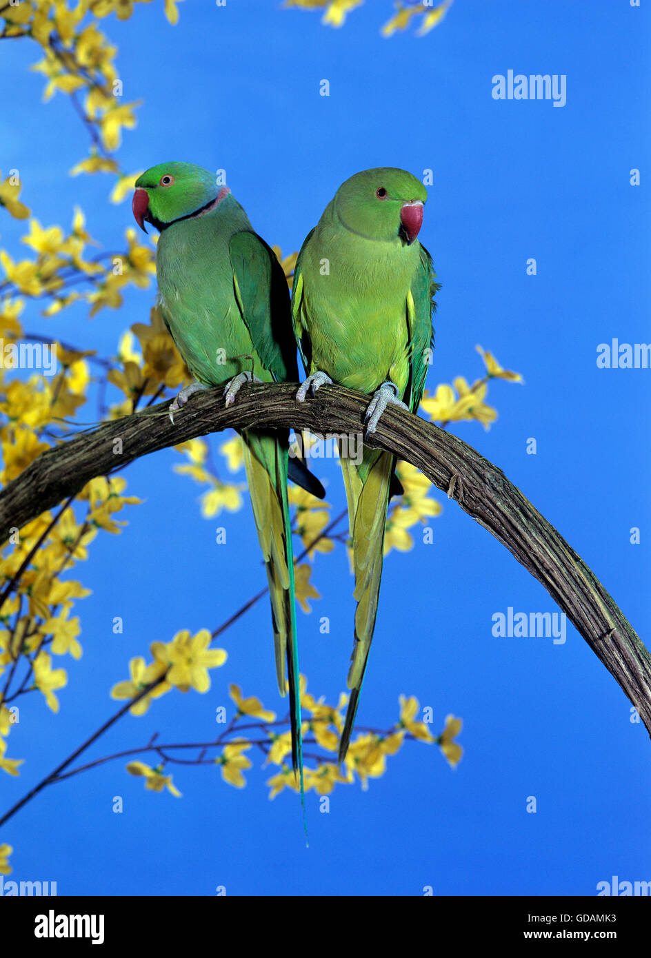 Rose-Ringed, Parakeet Psittacula krameri, paire sur Branch, contre le ciel bleu Banque D'Images