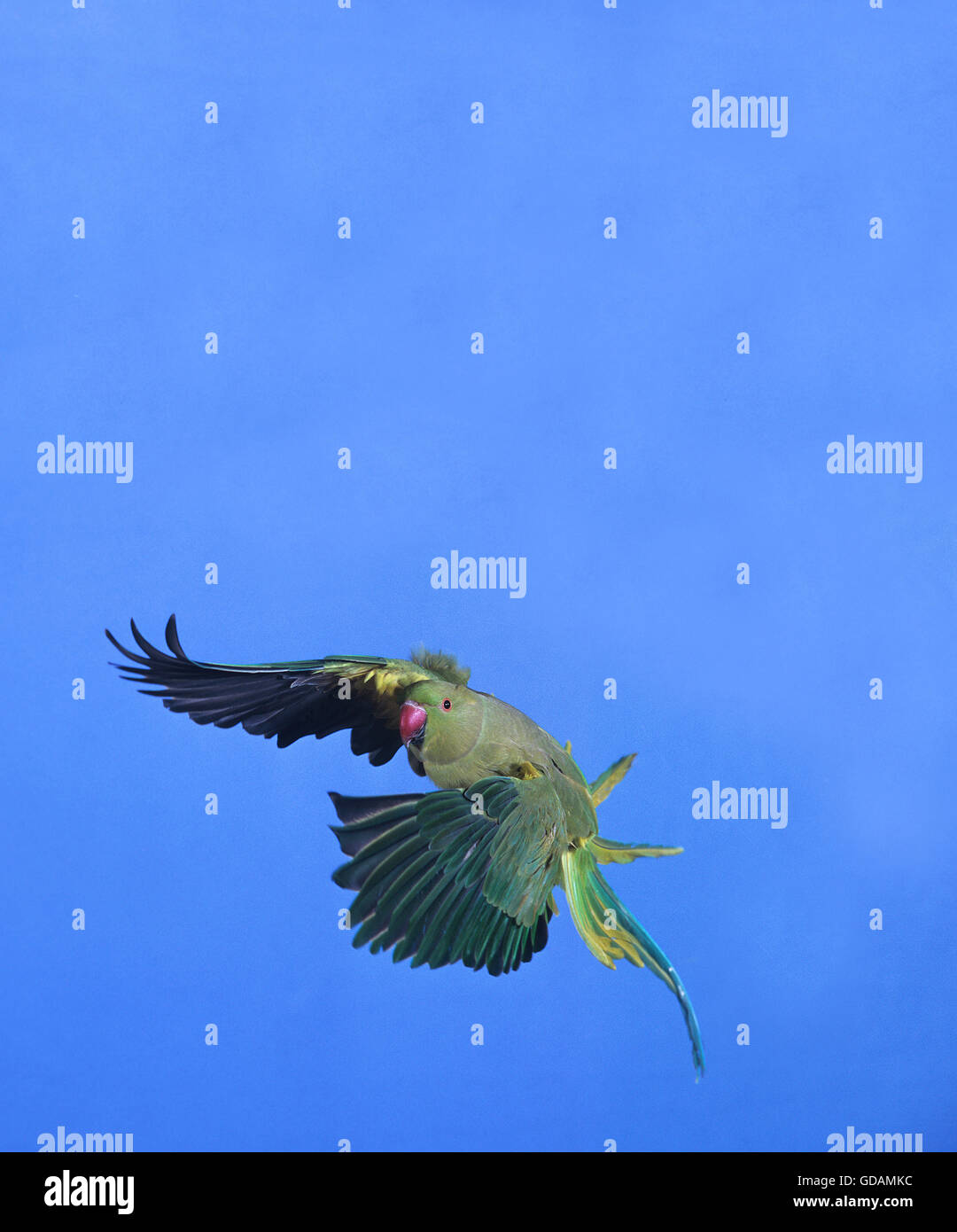 Rose-Ringed, Parakeet Psittacula krameri, femme en vol sur fond de ciel bleu Banque D'Images