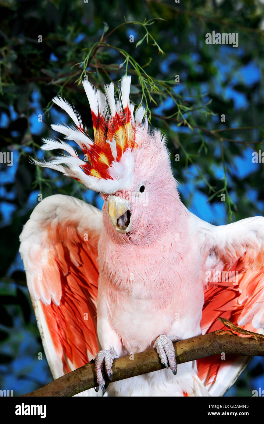 Cacatoès ROSE OU LE MAJOR MITCHELL'S COCKATOO cacatua leadbeateri Banque D'Images