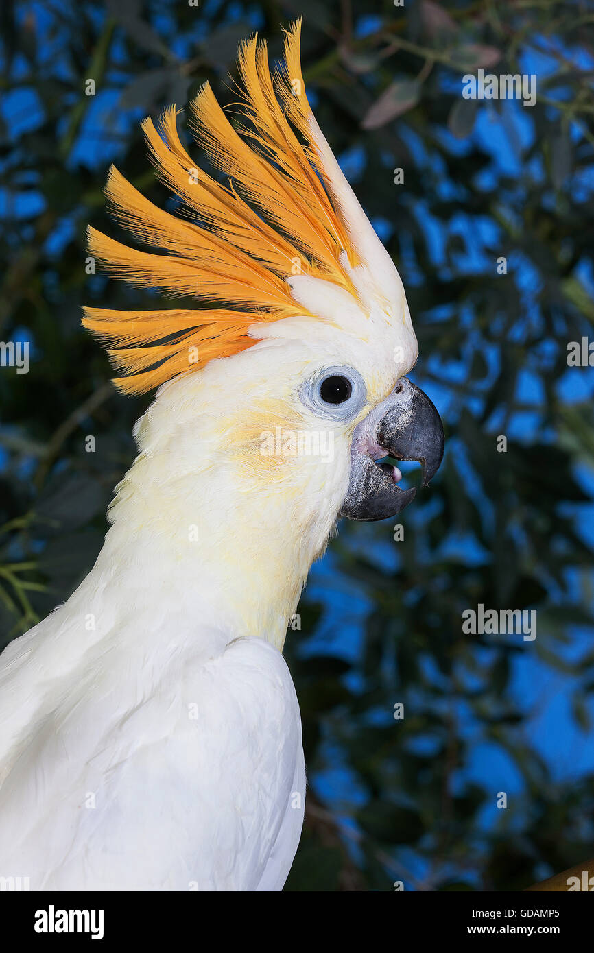 CITRON cacatoès soufré Cacatua sulphurea citrinocristata, PORTRAIT D'ADULTE Banque D'Images