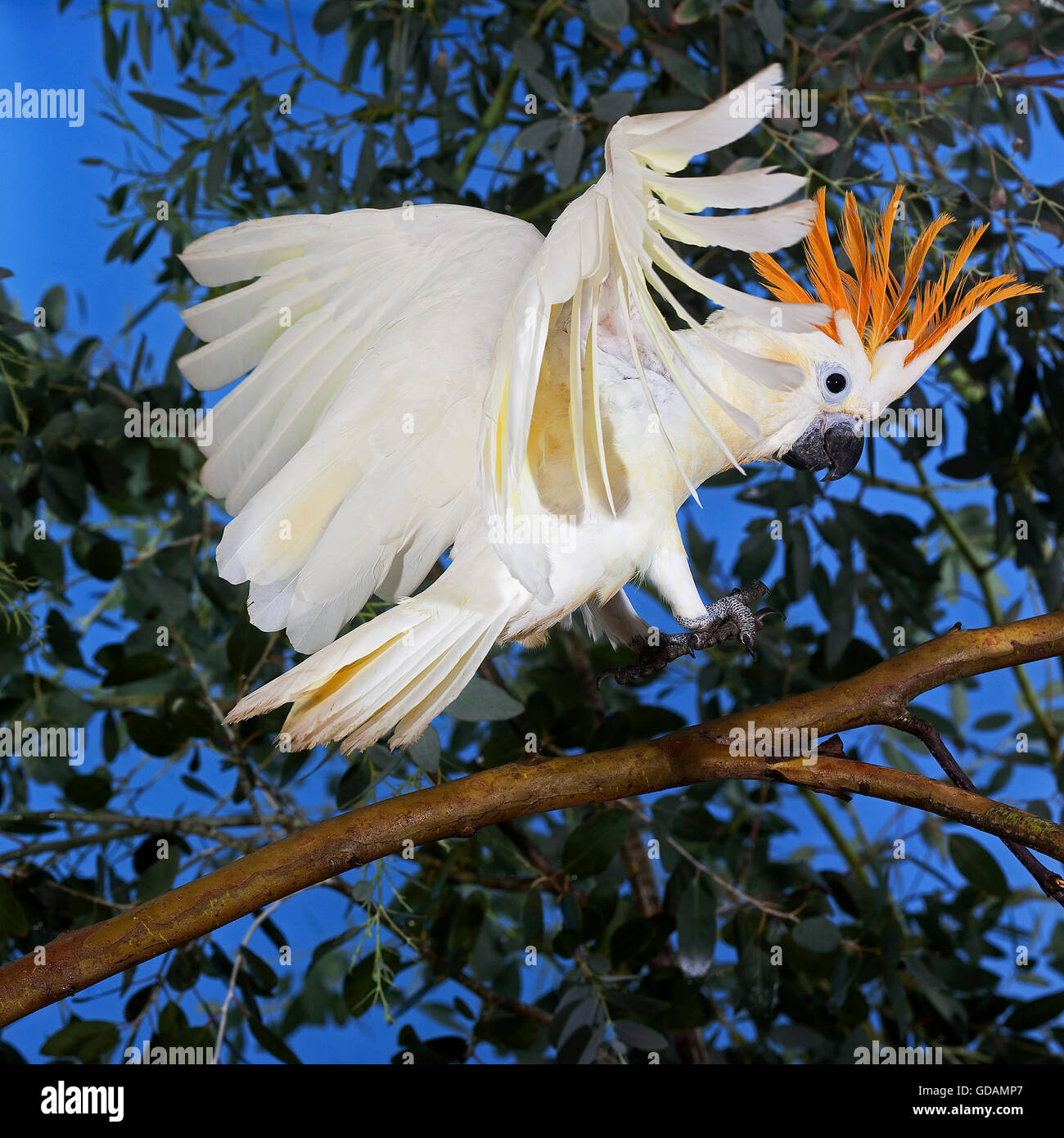 CITRON cacatoès soufré Cacatua sulphurea citrinocristata, DIRECTION GÉNÉRALE DES ADULTES SUR L'ATTERRISSAGE Banque D'Images