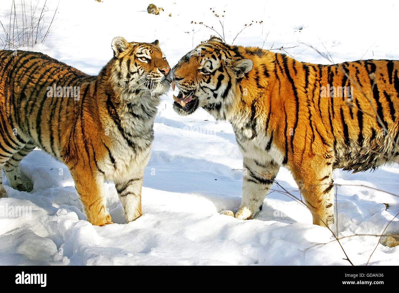 Tigre de Sibérie, Panthera tigris altaica sur la neige Banque D'Images