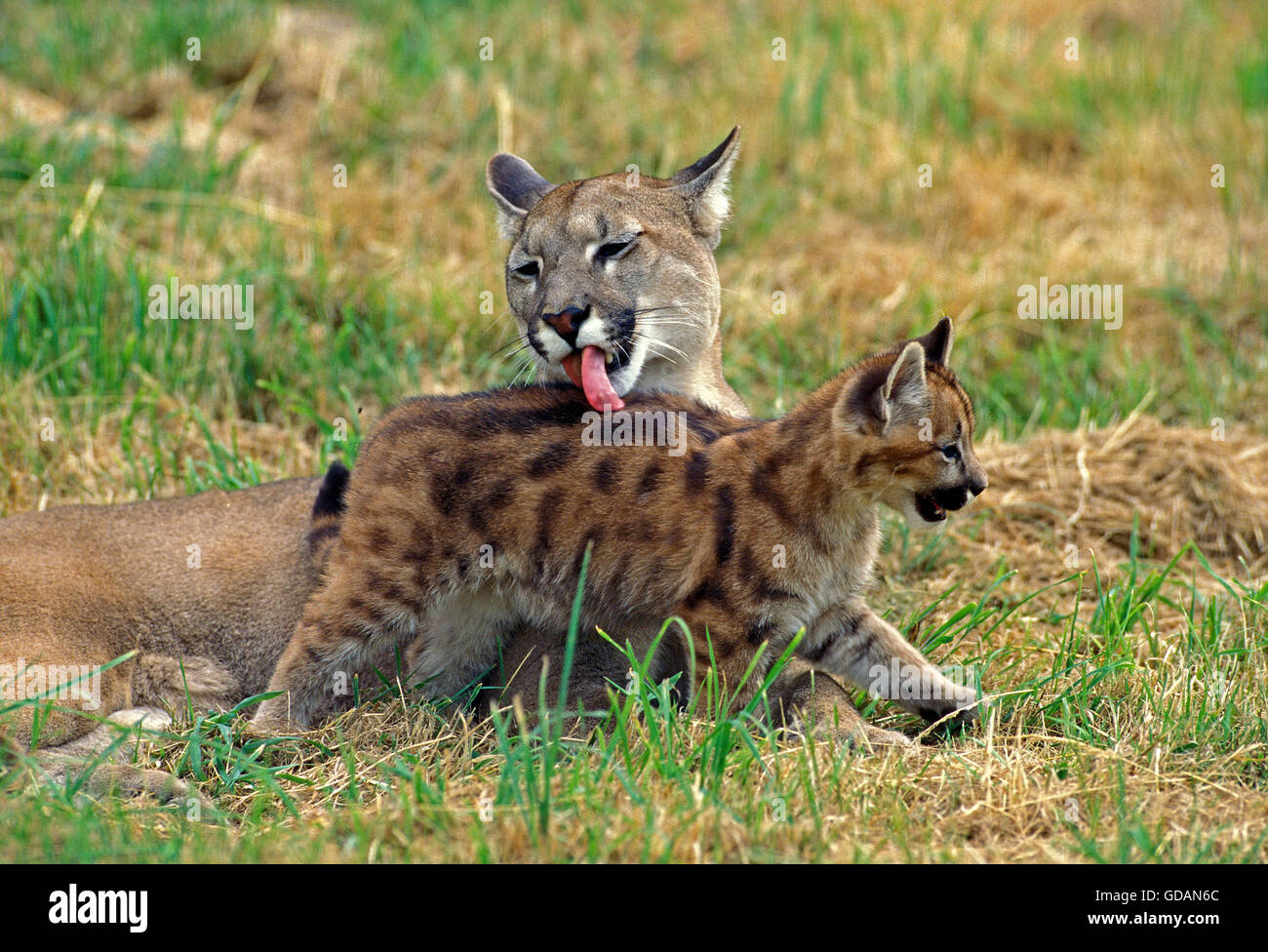Cougar, Puma concolor, Mère léchant Cub Banque D'Images