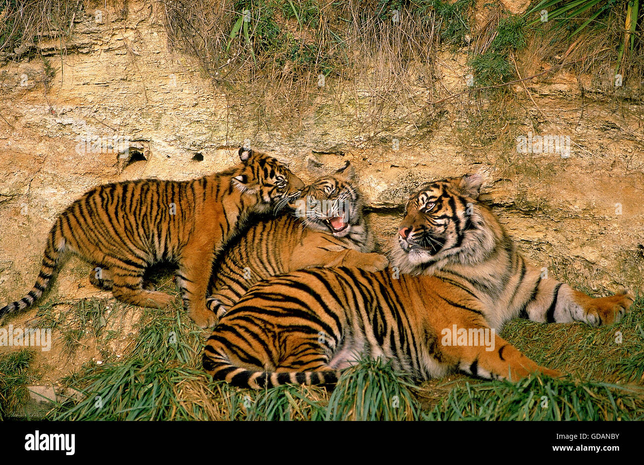 Tigre de Sumatra Panthera tigris sumatrae, femme avec deux oursons Banque D'Images