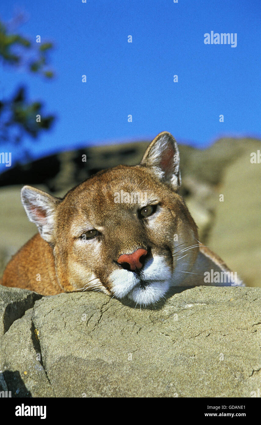 Cougar, Puma concolor, des profils portant sur Rock, Montana Banque D'Images