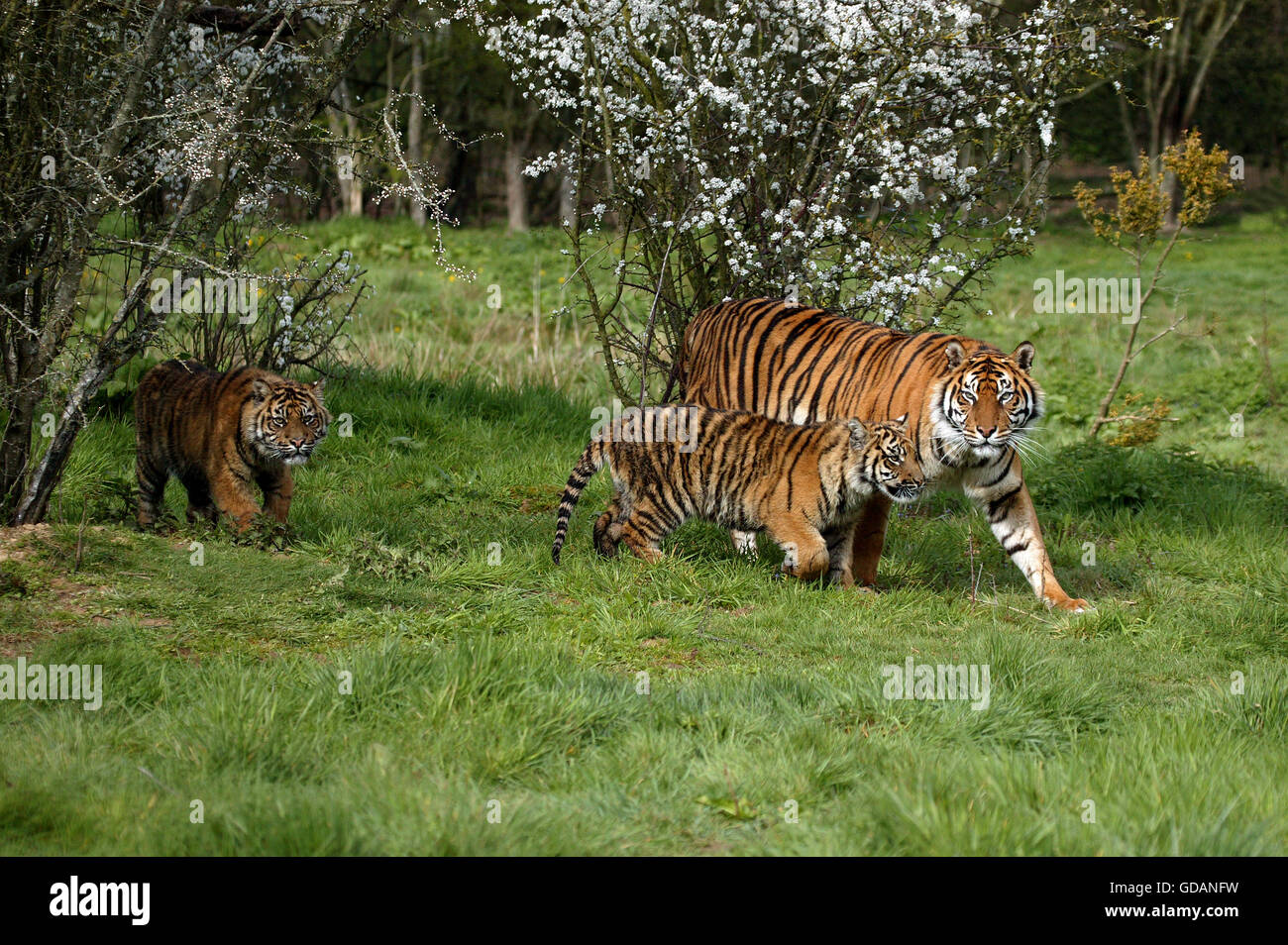 Tigre de Sumatra, Panthera tigris sumatrae, Mère avec Cub Banque D'Images