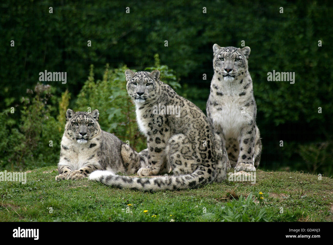 Snow Leopard ou d'Once, Uncia uncia Banque D'Images