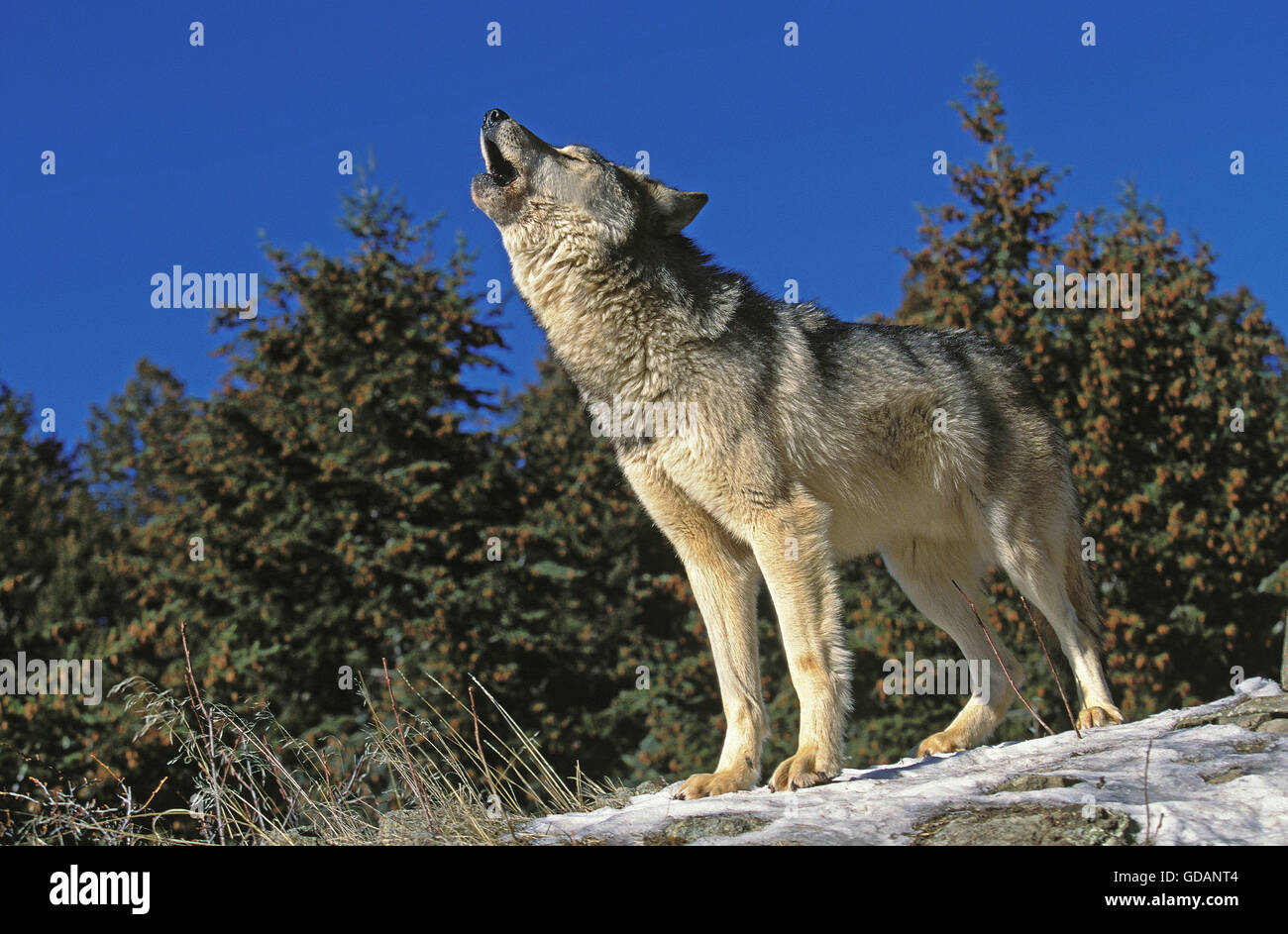 Le loup gris d'Amérique du Nord Canis lupus occidentalis, hurlant ADULTES SUR ROCK, CANADA Banque D'Images