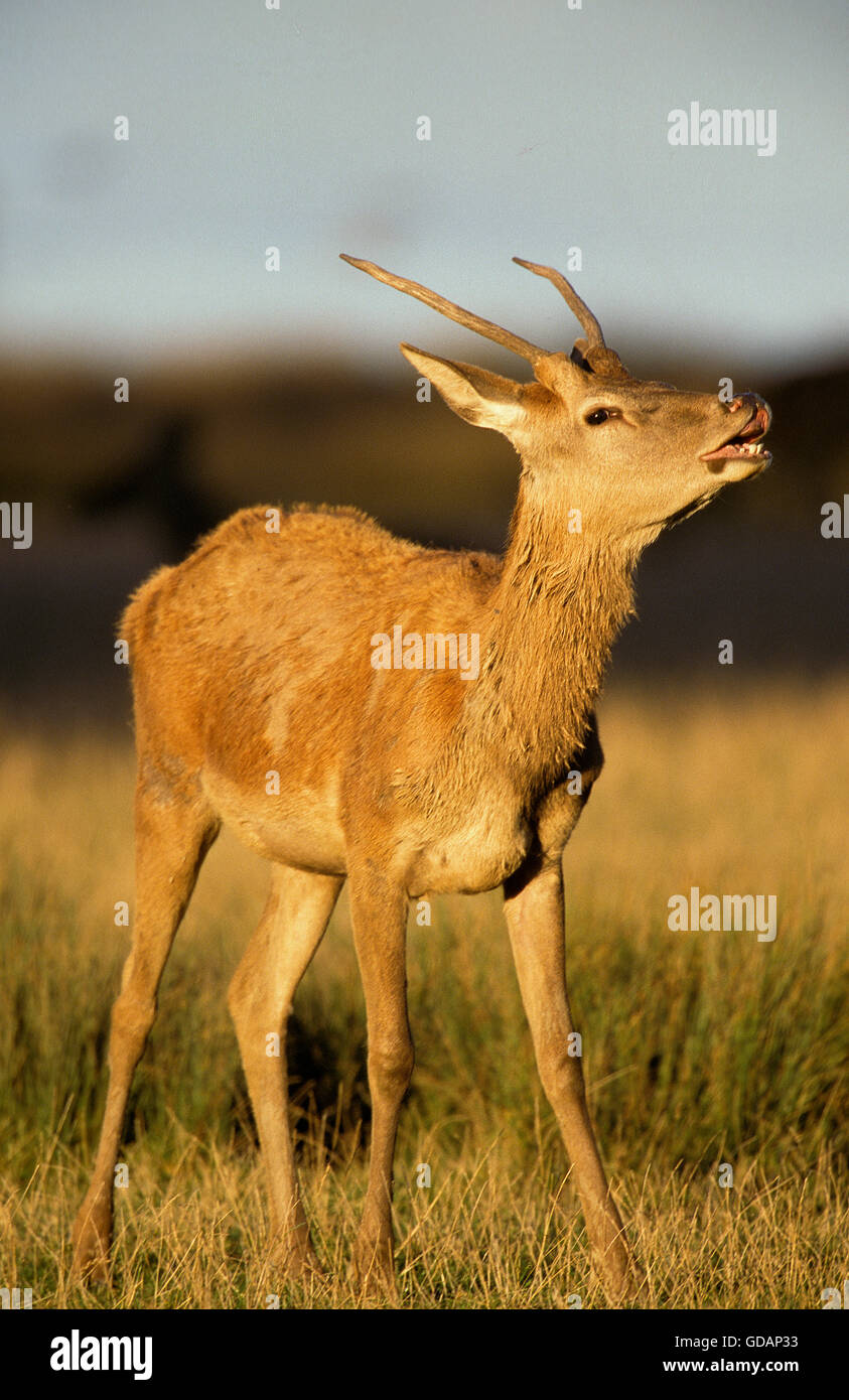 Red Deer (Cervus elaphus, jeune Cerf Banque D'Images