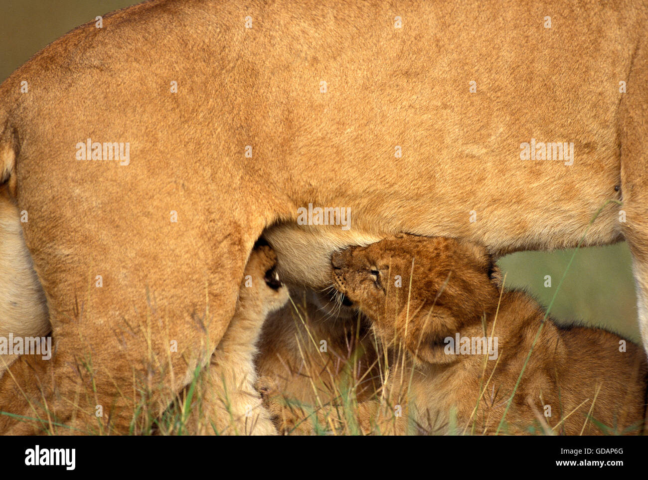 L'AFRICAN LION Panthera leo, CUB SUCKLING, KENYA Banque D'Images