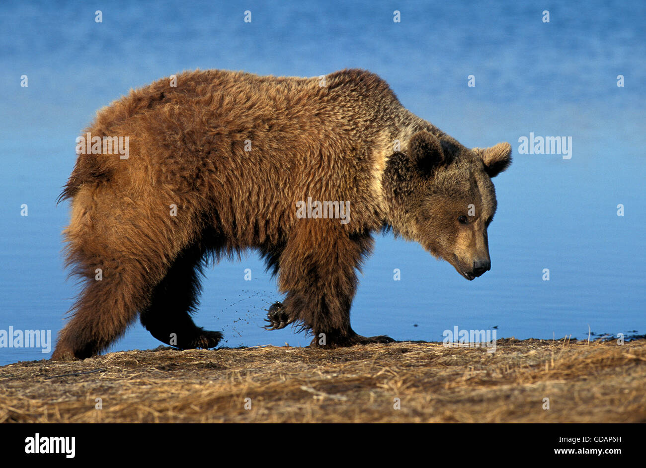 Ours grizzli (Ursus arctos horribilis, marchant à côté ADULTES LAKE, ALASKA Banque D'Images