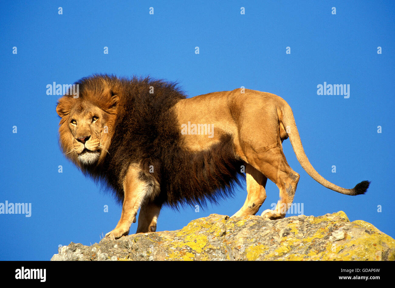 L'AFRICAN LION Panthera leo, HOMME ON ROCK Banque D'Images