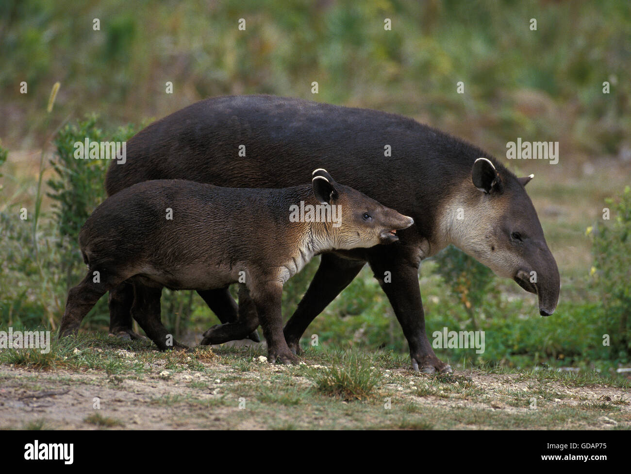 TAPIR DE BAIRD tapirus bairdii, femme avec de jeunes Banque D'Images