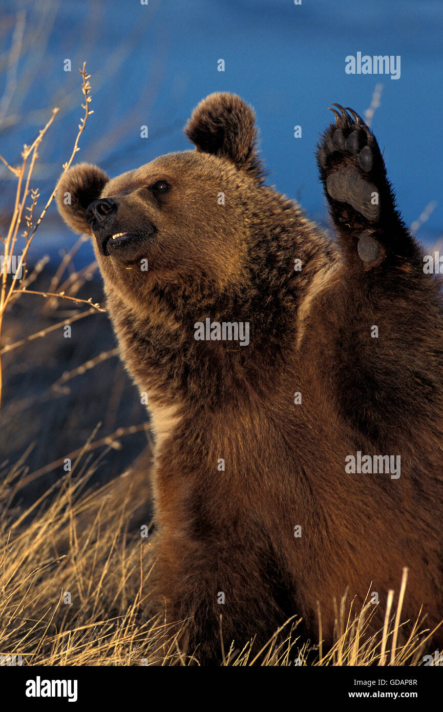 Ours brun, Ursus arctos horribilis, Alaska Banque D'Images