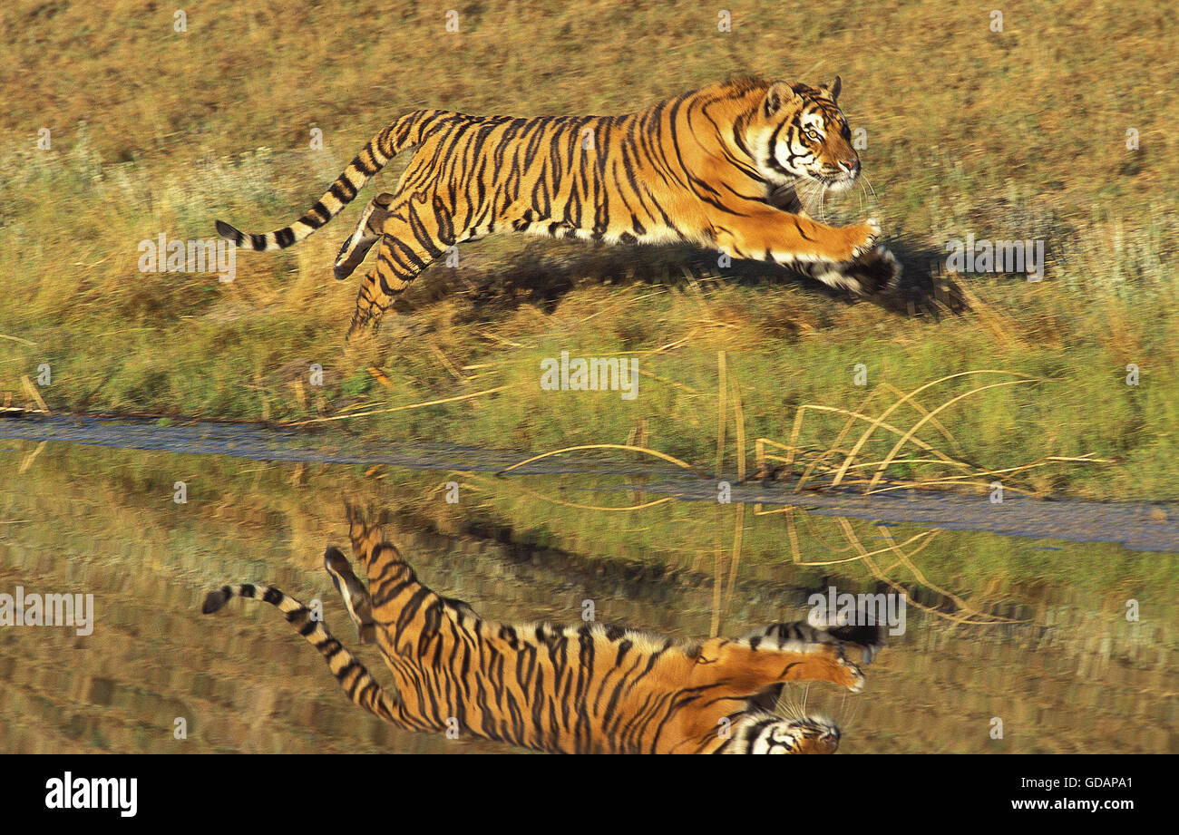 Tigre du Bengale Panthera tigris tigris, DES PROFILS D'EXÉCUTION PRÈS DE L'EAU Banque D'Images