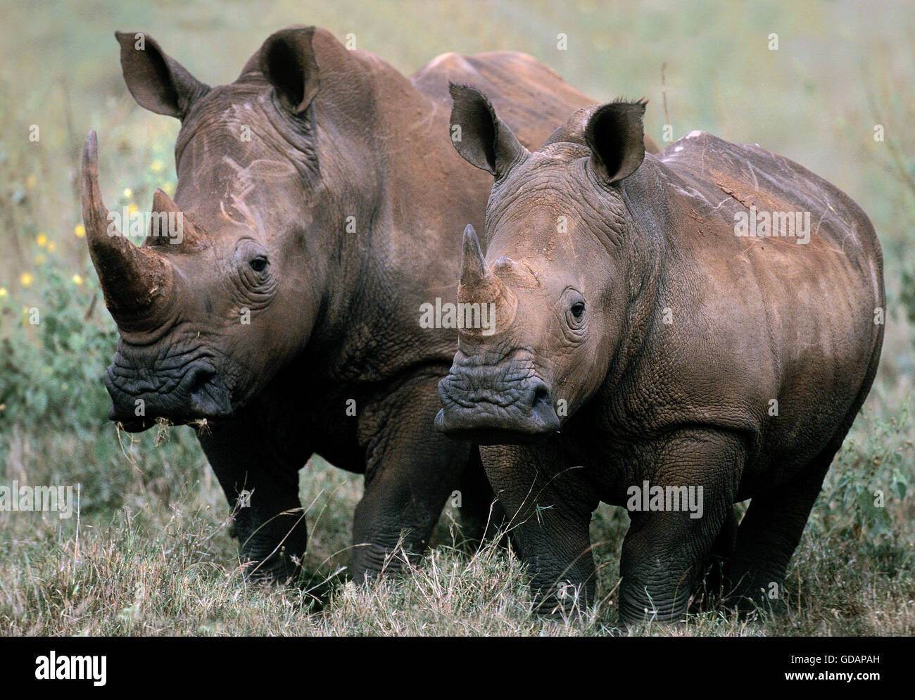 Rhinocéros blanc Ceratotherium simum, MÈRE AVEC LES JEUNES Banque D'Images