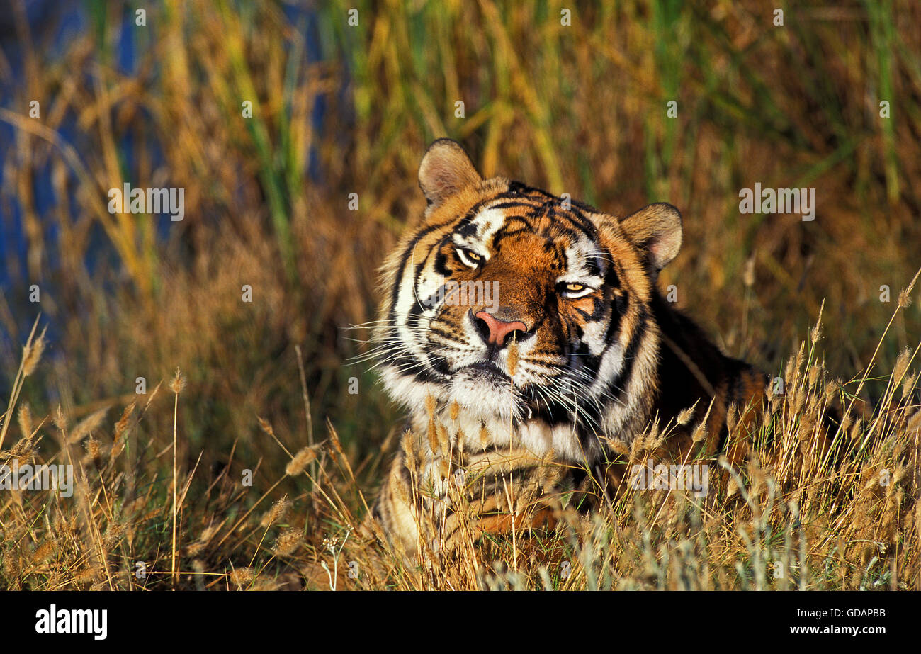 Tigre du Bengale Panthera tigris tigris, chef d'adultes émergeant de l'herbe haute Banque D'Images