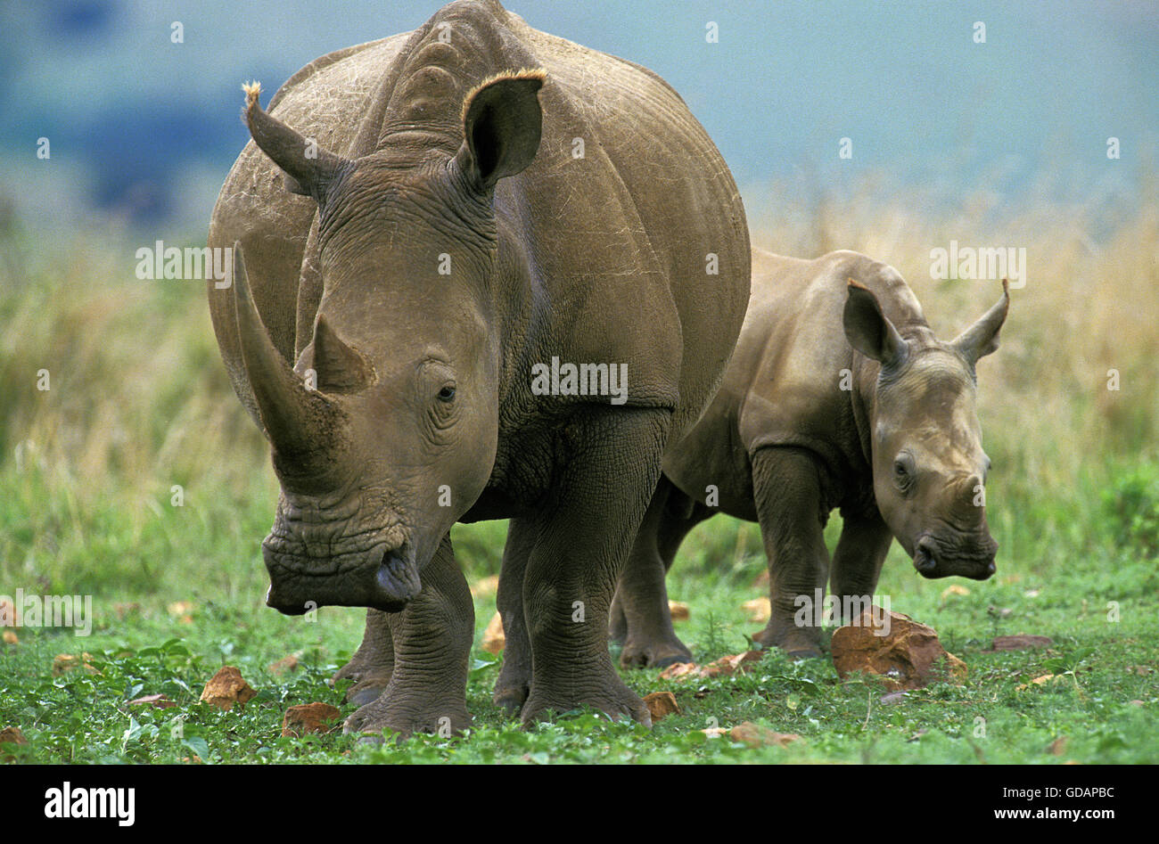 Rhinocéros blanc, Ceratotherium simum, mère et son veau, Afrique du Sud Banque D'Images