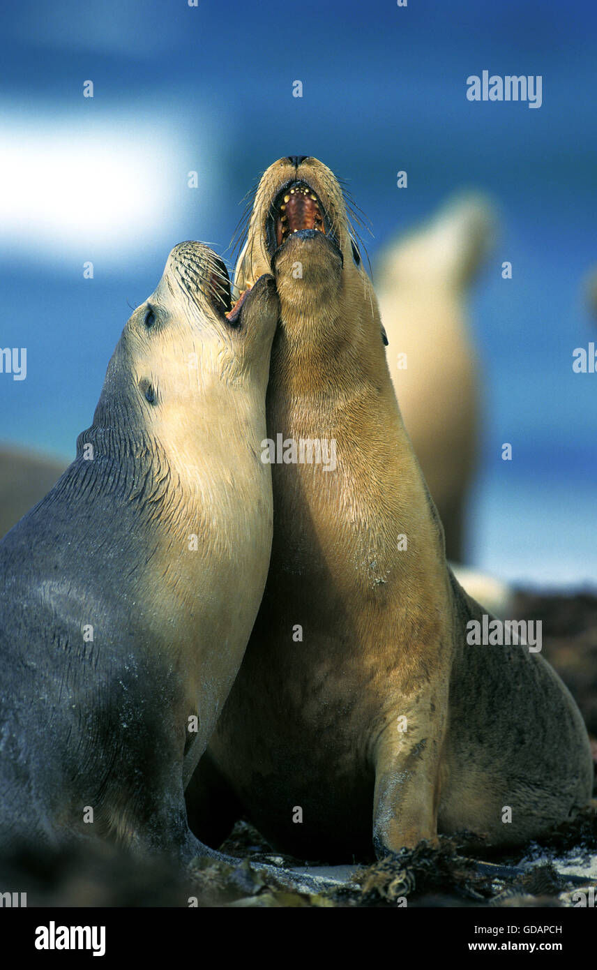 Lion de mer australien, Neophoca cinerea, adultes jouant sur Beach, Australie Banque D'Images