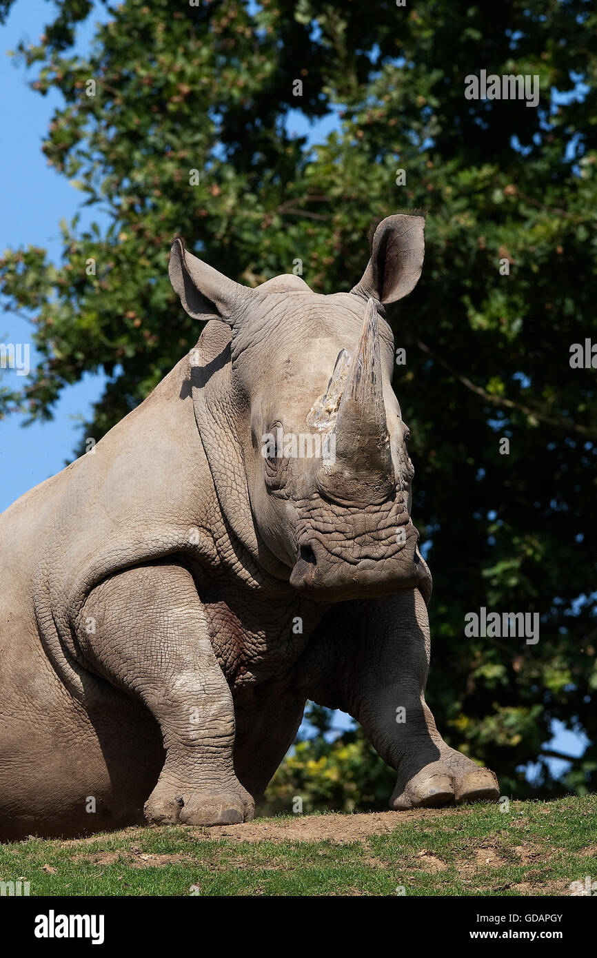 Rhinocéros blanc, Ceratotherium simum, adulte Banque D'Images