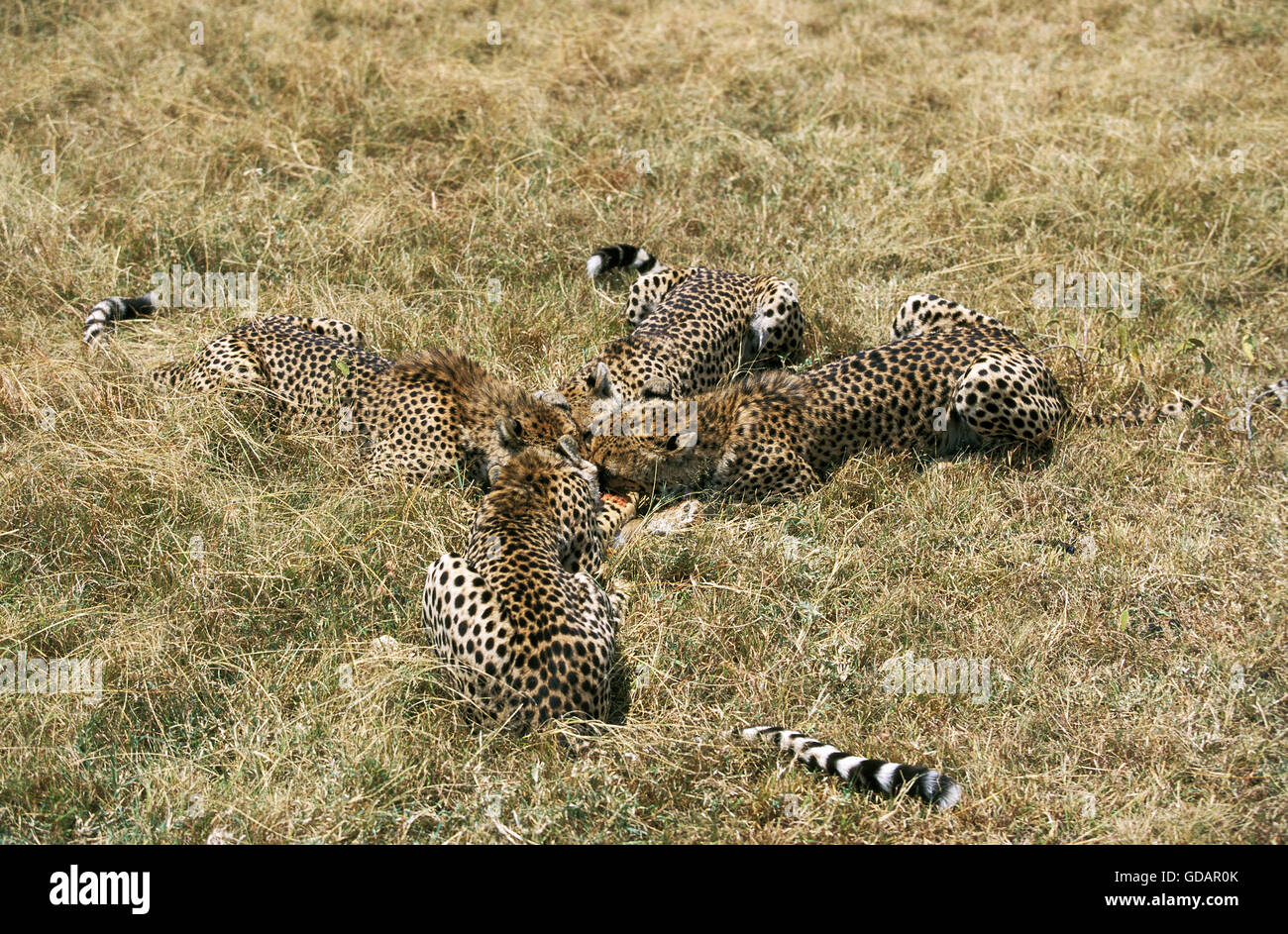 Le guépard Acinonyx jubatus, ADULTES AVEC UN KILL, une gazelle de Thomson, parc de Masai Mara, KENYA Banque D'Images