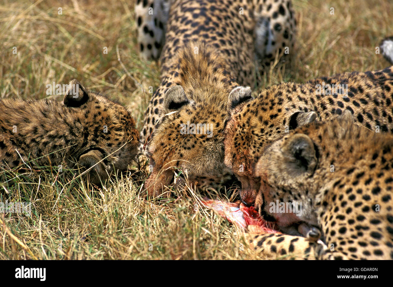 Le guépard, Acinonyx jubatus, femme avec de jeunes manger une Gazelle de Thomson, tuer le parc Masai Mara au Kenya Banque D'Images