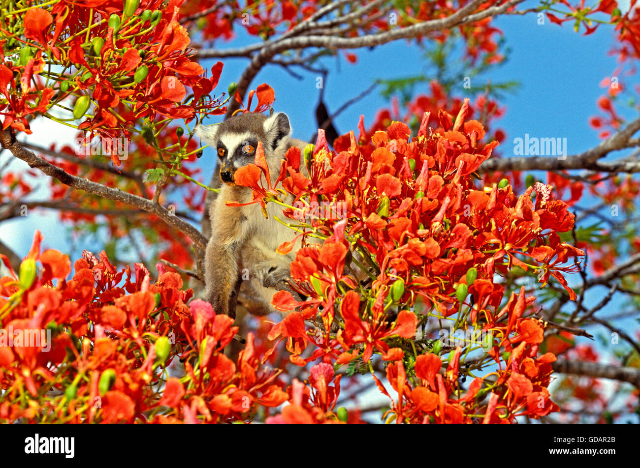 Ring Tailed Lemur, lemur catta, adulte en arbre flamboyant, Delonix regia, Réserve de nationalité à Madagascar Banque D'Images